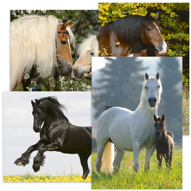 Miniposters Paarden 820 4 motieven, 20 stuks