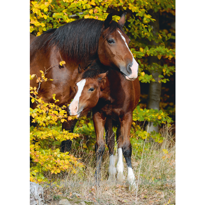 Miniposters Paarden 820 4 motieven, 20 stuks