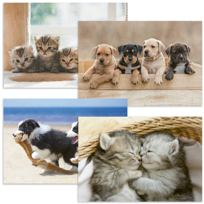 Ansichtkaarten Puppy's en Kittens 5751, 4 motieven, 48 stuks