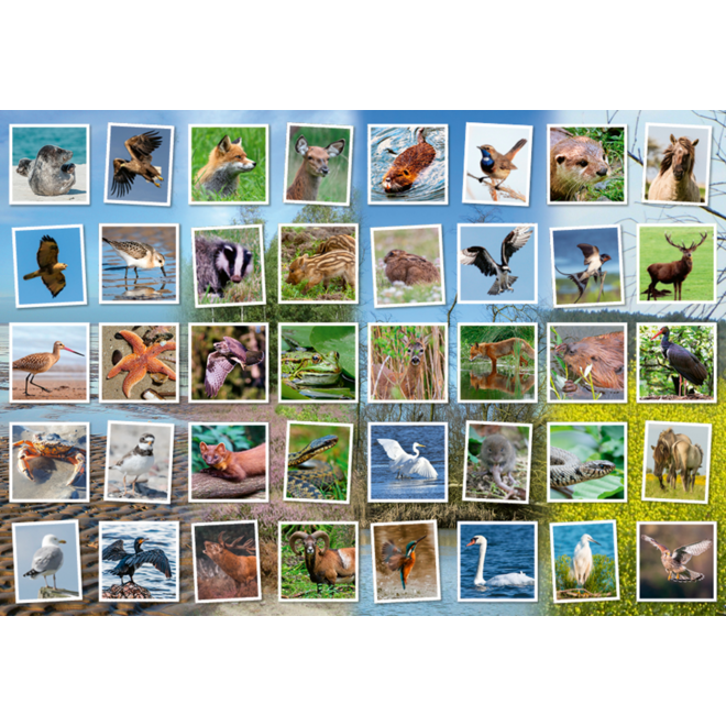 Beloningsstickers 479 Wild in de buurt, 40 motieven, 800 stuks