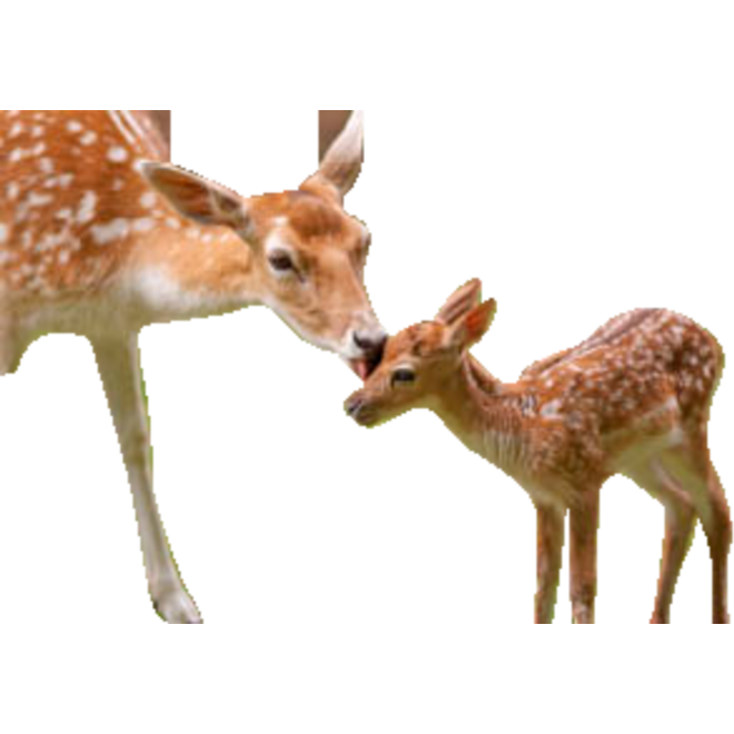 Beloningskaarten 4576 dieren met jong, 6 motieven, 96 stuks