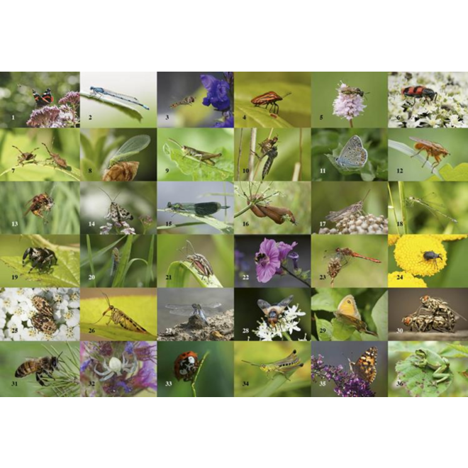 Beloningsstickers 496 Insecten en beestjes 40 motieven, 800 stickers
