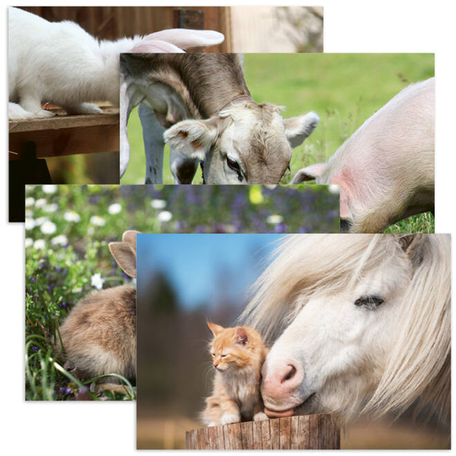 Miniposter 1083 Boerderijduo's 4 motieven, 20 stuks
