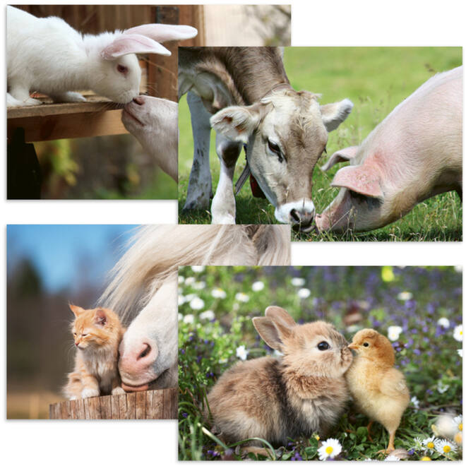 Ansichtkaarten 5763 Boerderijduo's 4 motieven, 48 kaarten