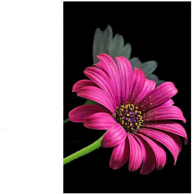 Diamond painting natuur met standaard assorti
