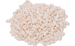 Zeeschelpen Kauri, 300 gram
