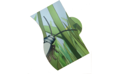 Rolf Puzzels - Puzzel zonder eind - Insecten