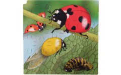 Rolf Connect - Groeipuzzel lieveheersbeestje 28x28 cm 4-lagen 86 stukjes