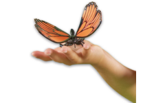 Jumbo insecten