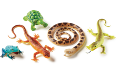 Jumbo Reptielen, Amfibieën