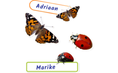 Kweekset distelvlinders, 8-delige set