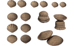 Tactiele Schelpen, 36 stuks