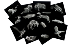 Ontdekkaarten röntgen arctische dieren 16,5 x 18 cm, 30 delig