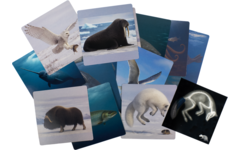 Ontdekkaarten röntgen arctische dieren 16,5 x 18 cm, 30 delig