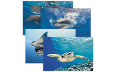 Miniposters 1055 onderwaterwereld, 4 motieven, 20 stuks