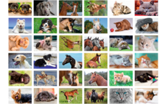 Beloningsstickers 435 honden, paarden en poezen, 36 mot, 720 st
