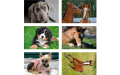 Beloningsstickers 435 honden, paarden en poezen, 36 mot, 720 st