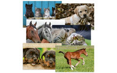 Beloningskaarten 4585 hond, paard en poes, 6 motieven, 96 stuks