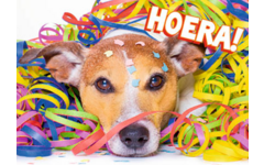 Ansichtkaarten 5747 confettidieren, 4 motieven, 48 stuks