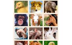 Beloningsstickers Baby Dieren 344, 40 motieven, 800 stuks