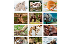 Beloningsstickers Dieren met jong 386, 30 motieven, 600 stuks