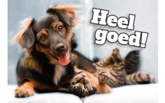Beloningskaarten Motivatiedieren 4567, 6 motieven, 96 stuks