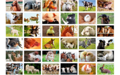 Beloningsstickers 408 boerderijdieren, 36 motieven, 720 stuks
