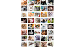 Beloningsstickers 411 Poezenportretten, 40 motieven, 800 stuks
