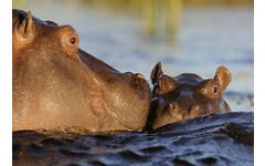 Beloningskaarten 4620 Zuid Afrika 6 motieven, 96 kaarten