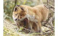 Miniposters Jongen bosdieren 1098 4 motieven, 20 stuks