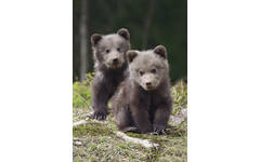 Miniposters Jongen bosdieren 1098 4 motieven, 20 stuks