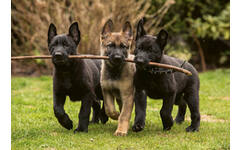 Beloningskaarten puppy's 4627 4 motieven, 96 kaarten