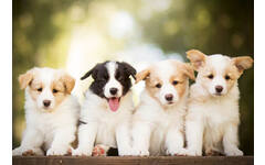 Beloningskaarten puppy's 4627 4 motieven, 96 kaarten