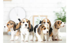Beloningskaarten puppy's 4627 4 motieven, 96 kaarten