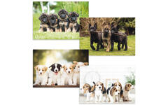 Beloningskaarten puppy's 4627 4 motieven, 96 kaarten