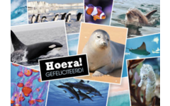 Ansichtkaarten 5753 Dieren in kaders, 4 motieven, 48 stuks
