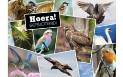 Ansichtkaarten 5753 Dieren in kaders, 4 motieven, 48 stuks