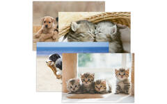 Miniposters 1067 Puppy's en Kittens, 4 motieven, 20 stuks