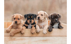 Miniposters 1067 Puppy's en Kittens, 4 motieven, 20 stuks