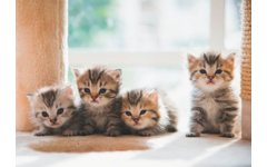 Miniposters 1067 Puppy's en Kittens, 4 motieven, 20 stuks