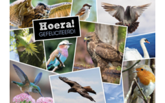 Miniposters 1071 Dieren in Kaders, 4 motieven, 20 stuks