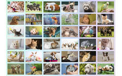 Beloningsstickers 152 Huisdieren 36 motieven, 720 stuks