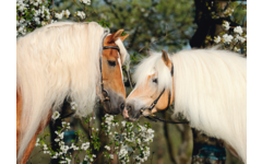Miniposters Paarden 820 4 motieven, 20 stuks