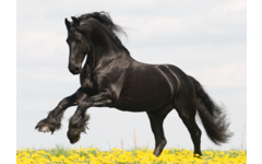 Miniposters Paarden 820 4 motieven, 20 stuks
