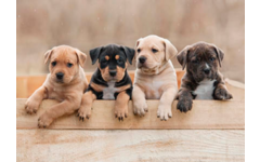 Ansichtkaarten Puppy's en Kittens 5751, 4 motieven, 48 stuks
