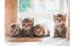 Ansichtkaarten Puppy's en Kittens 5751, 4 motieven, 48 stuks
