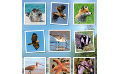 Beloningsstickers 479 Wild in de buurt, 40 motieven, 800 stuks