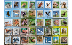 Beloningsstickers 479 Wild in de buurt, 40 motieven, 800 stuks