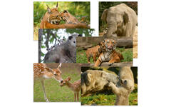 Beloningskaarten 4576 dieren met jong, 6 motieven, 96 stuks