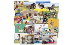 Ansichtkaarten 5401 Dieren Mix, 20 motieven, 40 stuks